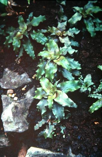 Cryptanthus sinuosus 