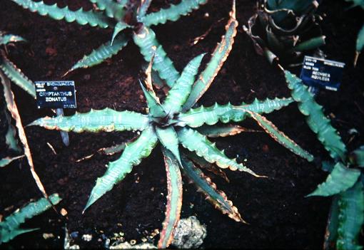 Cryptanthus zonatus 