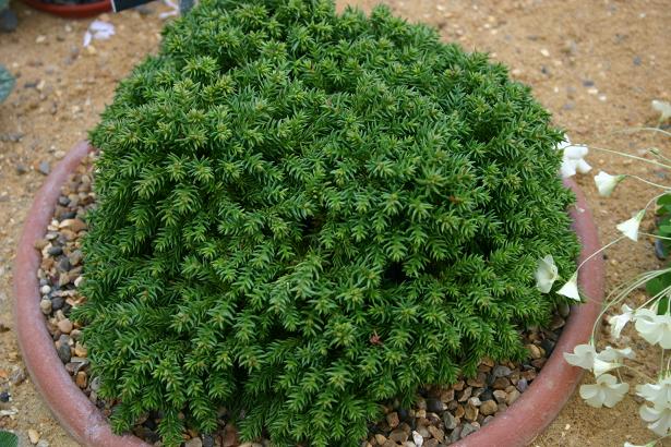 Cryptomeria japonica 'Tenzan Sugi' 