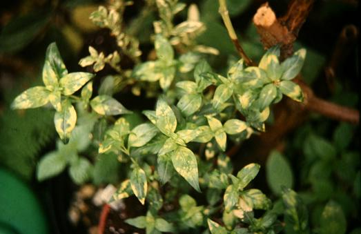 Cuphea ignea 'Variegata' 