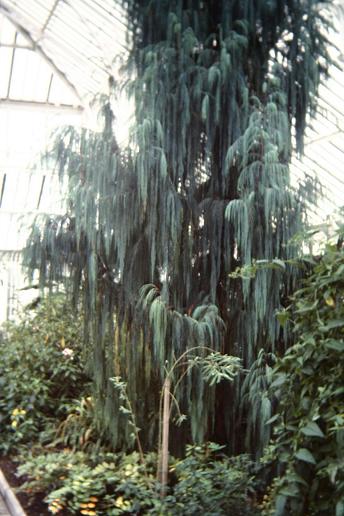 Cupressus cashmeriana 