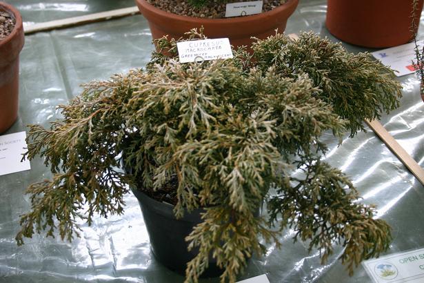 Cupressus macrocarpa 'Greensted Magnificent' 