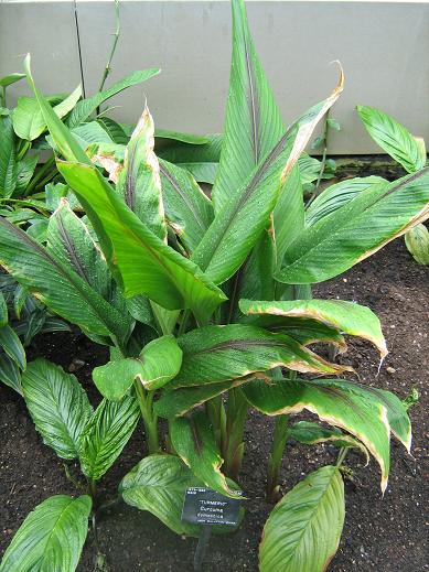 Curcuma domestica 