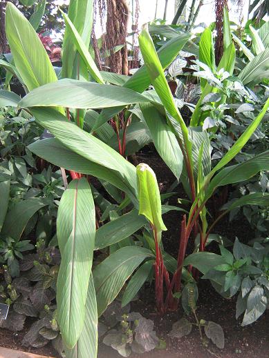 Curcuma 'Red Emperor' 