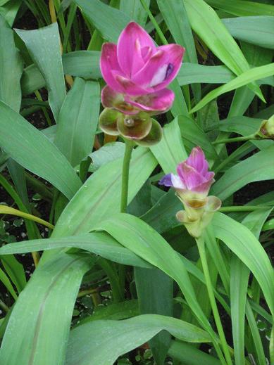 Curcuma 'Siam Scarlet and Purple' 