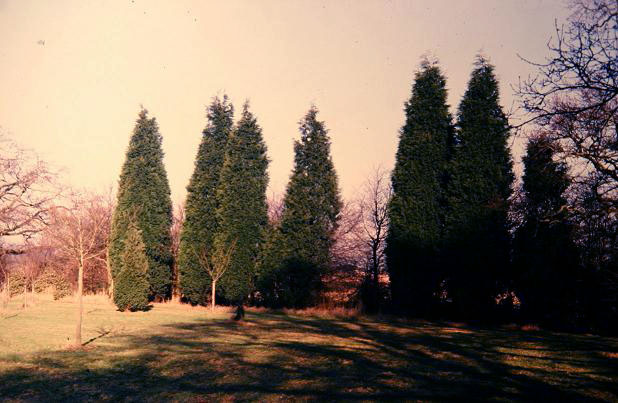 x Cuprocyparis leylandii 