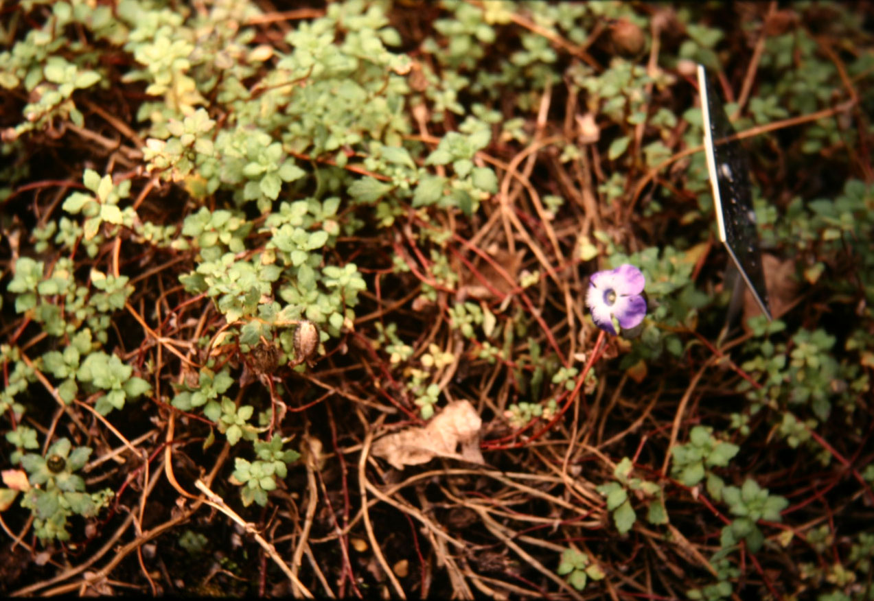 Cyananthus lobatus 'Kingdom-Ward' 