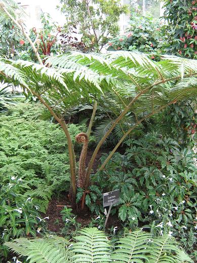 Cyathea brownii 