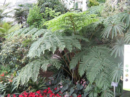 Cyathea 'Marleyi' 