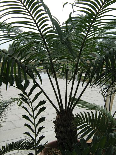 Cycas circinalis 