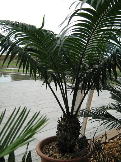 Cycas circinalis 