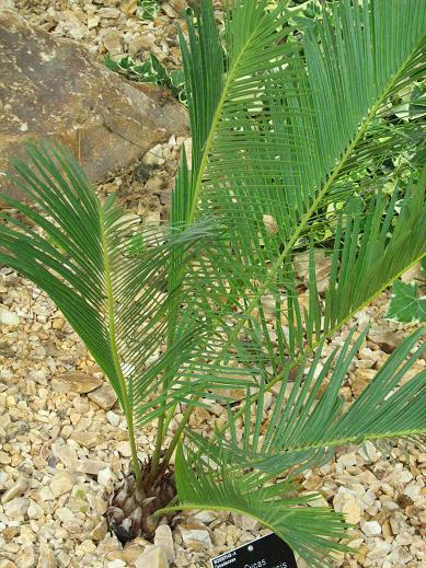 Cycas panzhihuaensis 