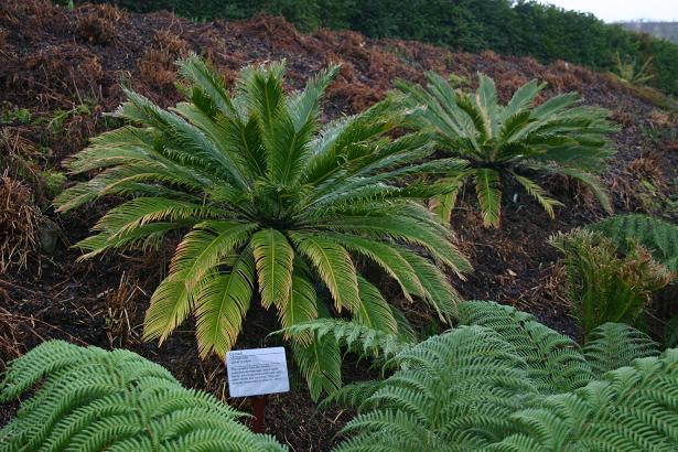 cycas revoluta 