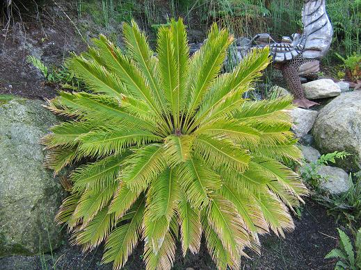 cycas revoluta 