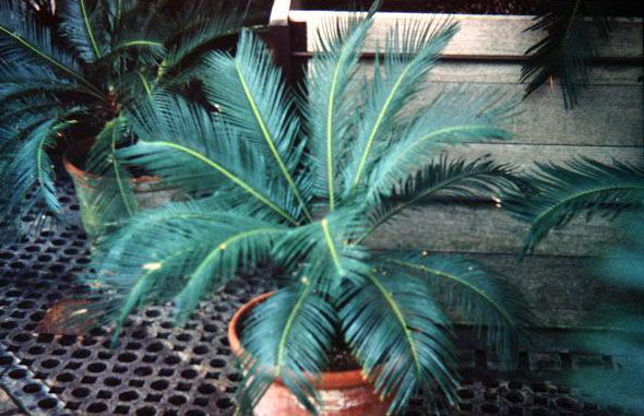 cycas revoluta 