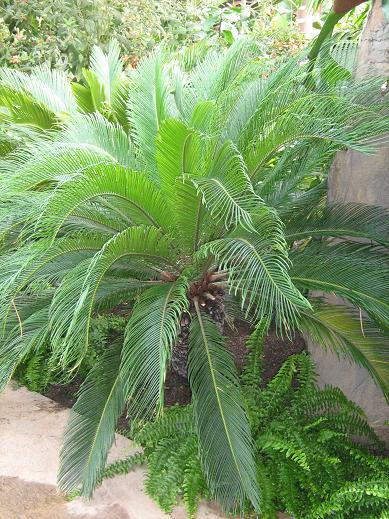 cycas revoluta 