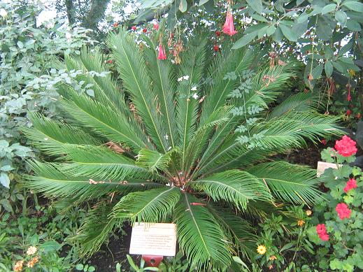 cycas revoluta 