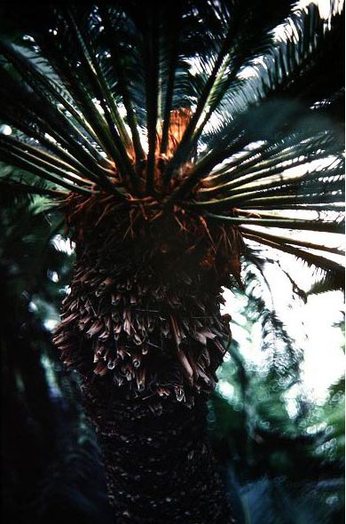 cycas revoluta 