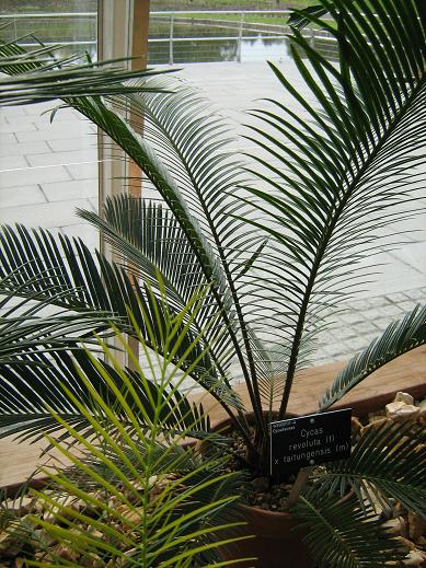 Cycas (revoluta x taitungensis) 