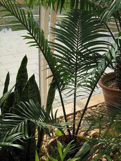 Cycas revoluta 