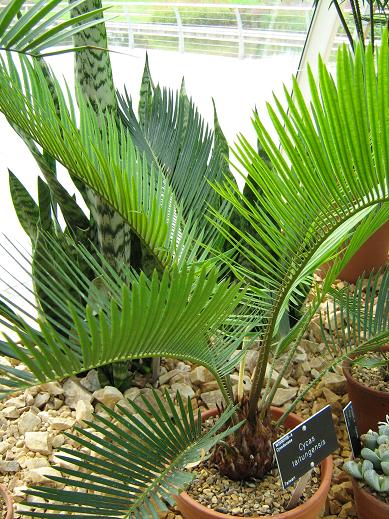 Cycas taitungensis 