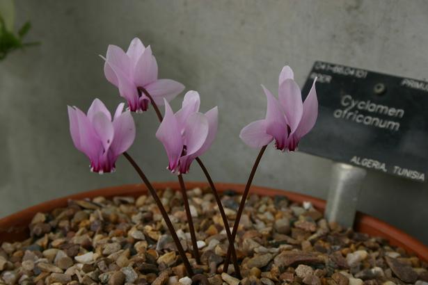 Cyclamen africanum 