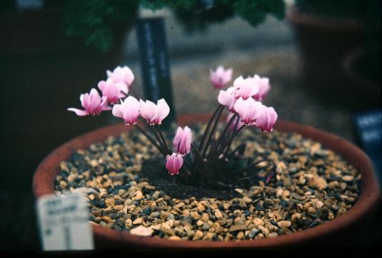 Cyclamen africanum 