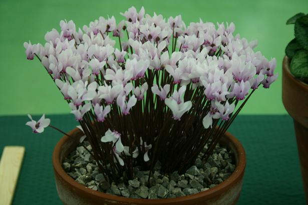 Cyclamen africanum 