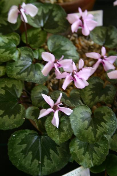 Cyclamen alpinum 