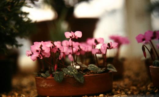 Cyclamen alpinum 