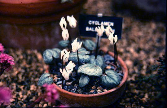 Cyclamen balearicum 