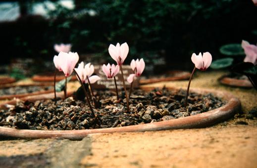 Cyclamen cilicicum 