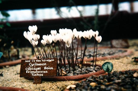 Cyclamen cilicicum 