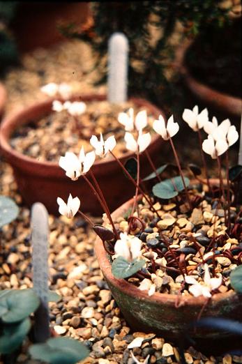 Cyclamen cilicicum 