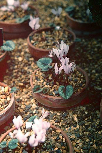 Cyclamen cilicicum 