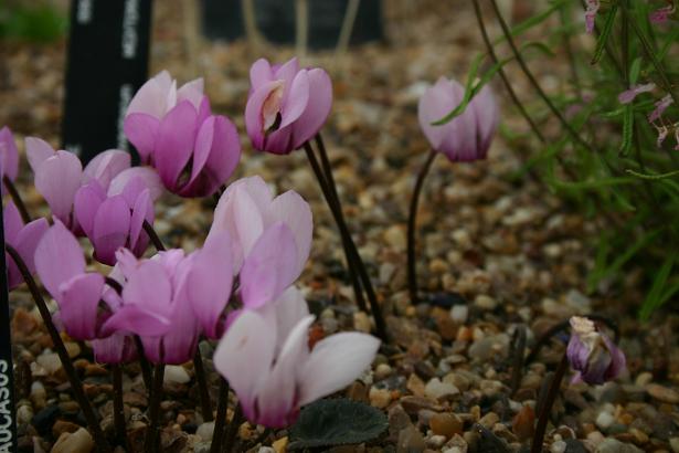 Cyclamen colchicum 