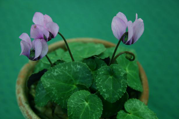 Cyclamen colchicum 