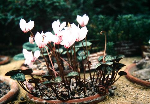 Cyclamen coum 