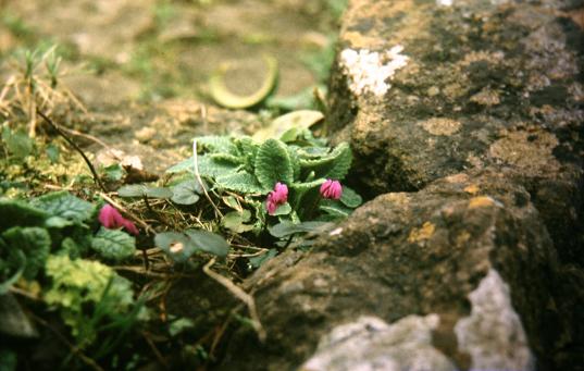 Cyclamen coum 