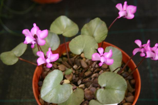 Cyclamen coum 