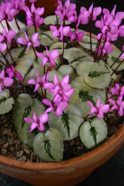 Cyclamen coum 