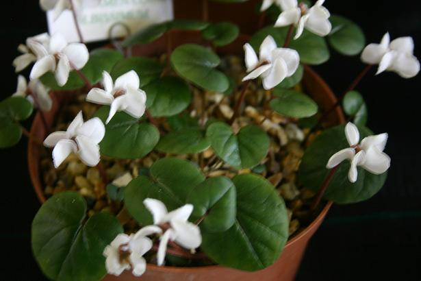 Cyclamen coum f.albissimum 