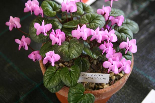 Cyclamen coum ssp. caucasicum 