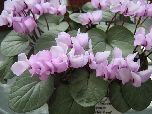 Cyclamen coum Pewter Group 