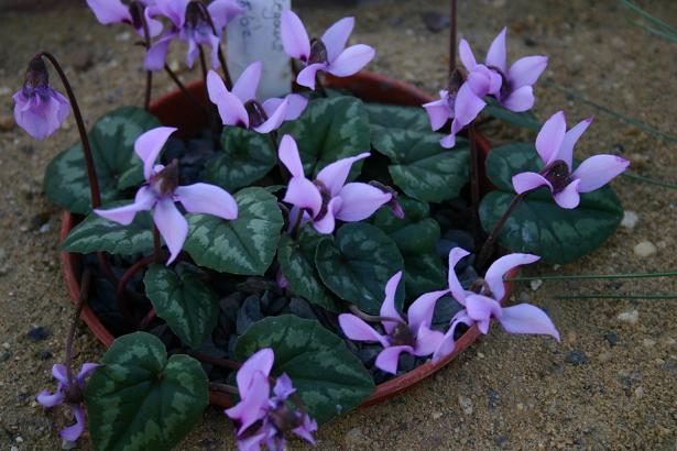 Cyclamen elegans 