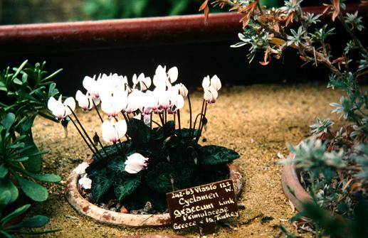 Cyclamen graecum 
