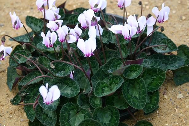 Cyclamen graecum 