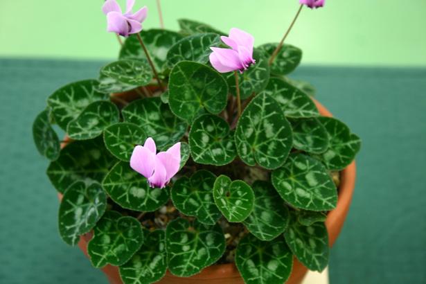 Cyclamen graecum 