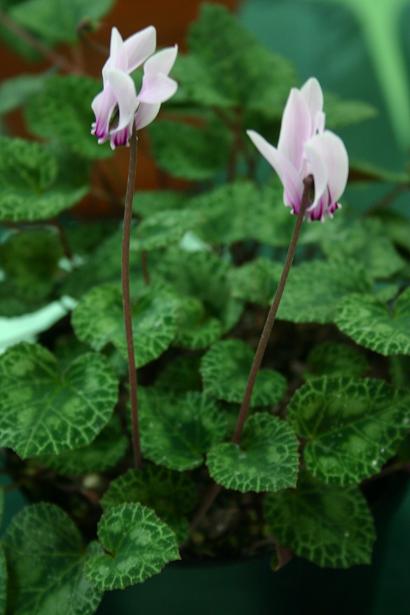 Cyclamen graecum 