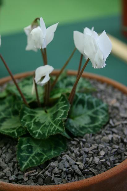 Cyclamen graecum 'Album' 